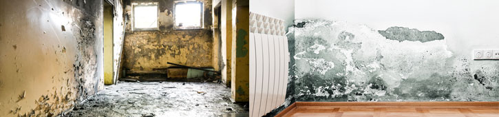 mold removal services in Long Island